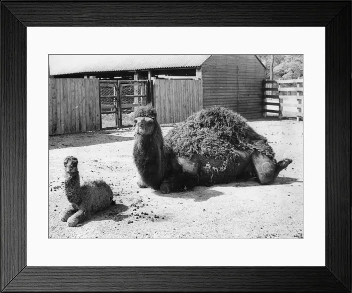 Framed Print : A week old camel with its mother at Lambton Pleasure Park Framed Print : A week old camel with its mother at Lambton Pleasure Park