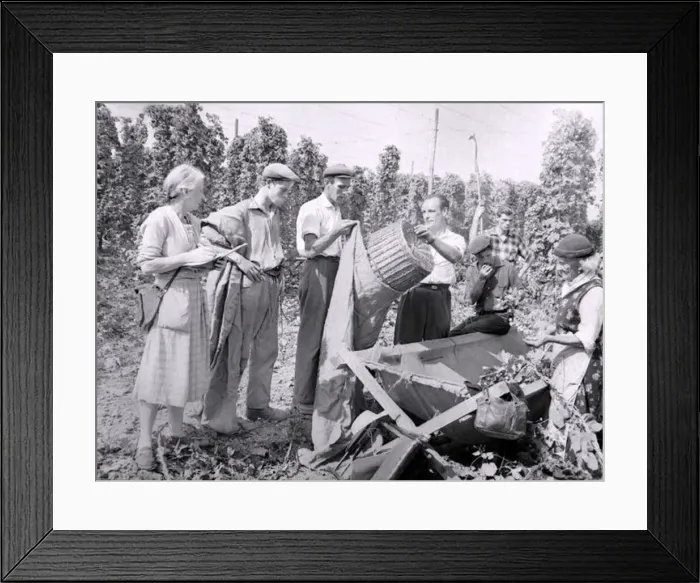  : Hop-picking in progress in the fields of worcestershire, men and women hard at work
