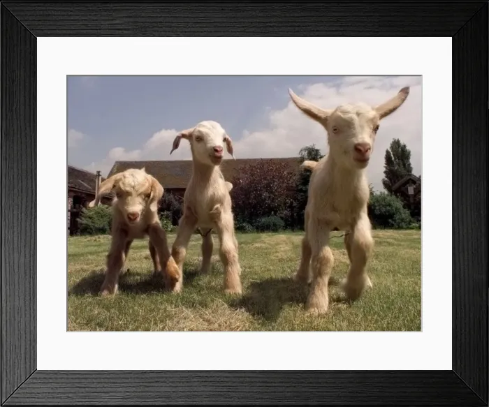 Framed Print : THE NEW TRIPLETS BORN AT BROOMEY CROFT CHILDRENS FARM THEY ARE HALF TOGGENBURG AND HALF Framed Print : THE NEW TRIPLETS BORN AT BROOMEY CROFT CHILDRENS FARM THEY ARE HALF TOGGENBURG AND HALF