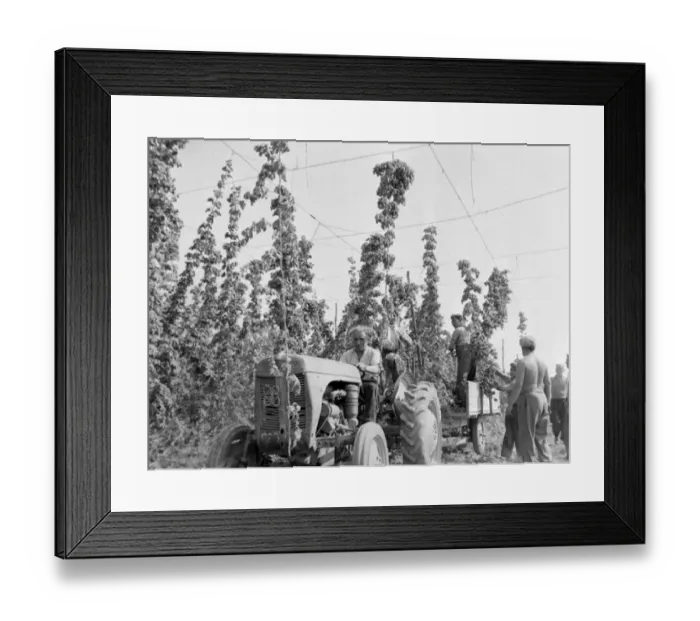  : Hop picking in progress in the fields of worcestershire. Men hard at work. October 1959