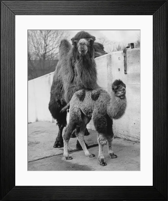 Framed Print : A camel calf with its mother Peggy at London Zoo