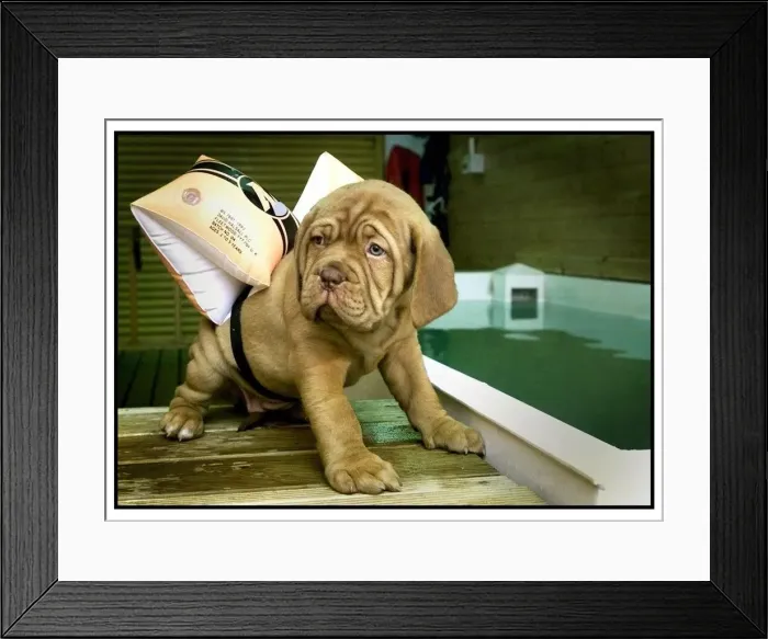 Framed Print : But I dont like water... Zena'the puppy looks apprehensive as she gets set Framed Print : But I dont like water... Zena'the puppy looks apprehensive as she gets set