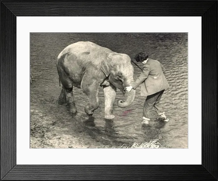 Framed Print : A elephant cools down in the water Framed Print : A elephant cools down in the water