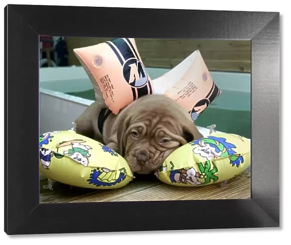 'Zena 'a Dogue De Bordeaux breed tired after using the hydro doggy pool in