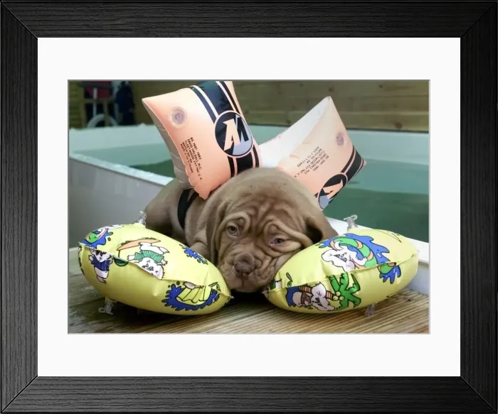 Framed Print : Zena a Dogue De Bordeaux breed tired after using the hydro doggy pool in Framed Print : Zena a Dogue De Bordeaux breed tired after using the hydro doggy pool in
