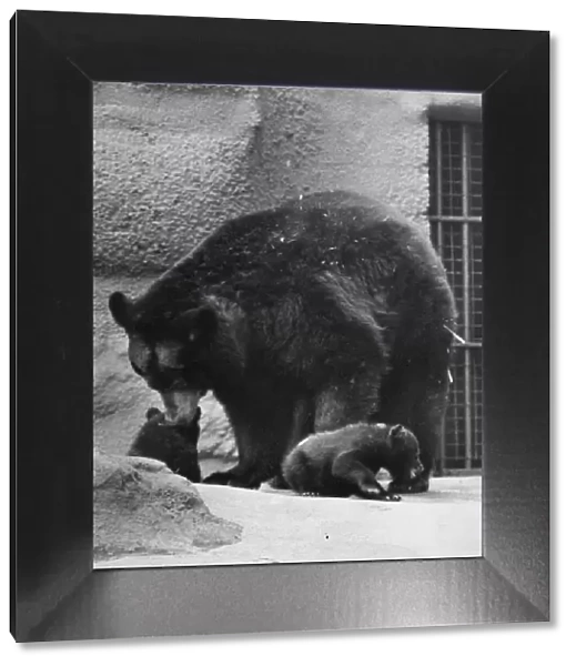 Black Bear cubs with their mother at London Zoo