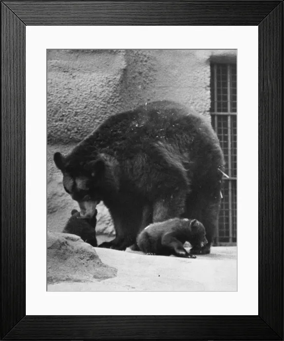 Framed Print : Black Bear cubs with their mother at London Zoo Framed Print : Black Bear cubs with their mother at London Zoo