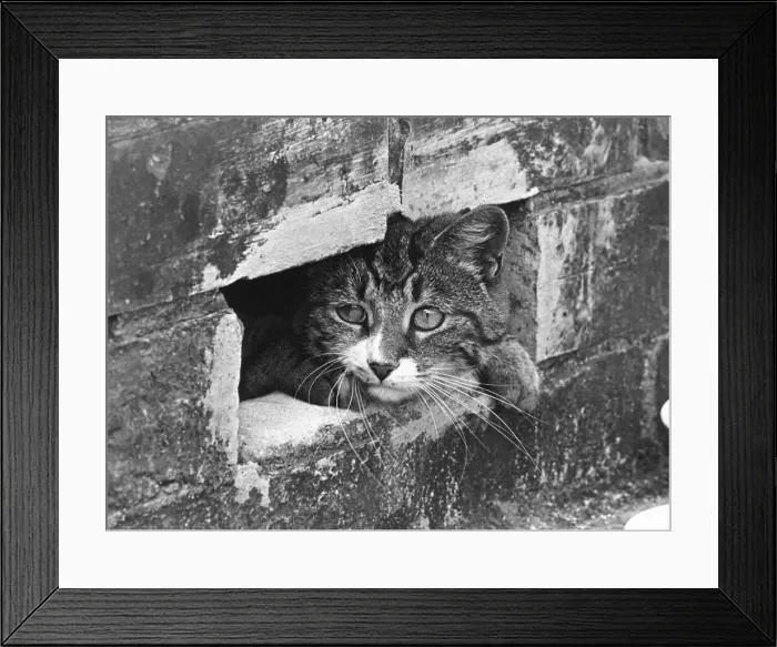 Framed Print : A cat hiding and on the lookout for trouble Framed Print : A cat hiding and on the lookout for trouble