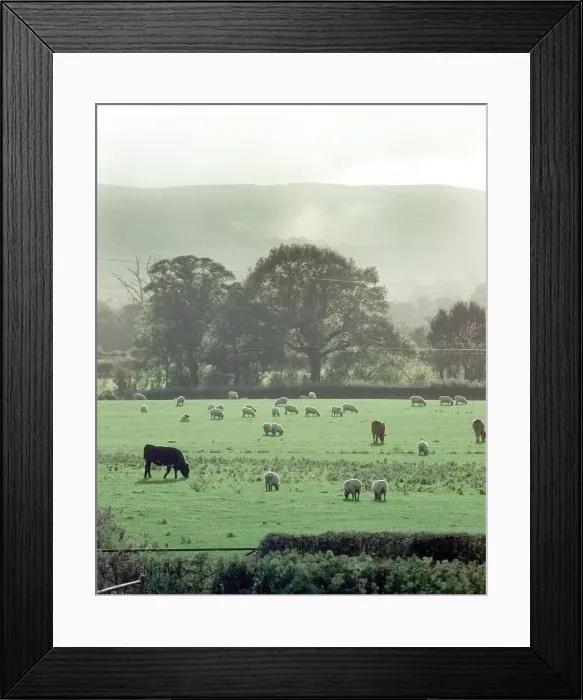 Framed Print : Animals graze in a field in Ryton, Shropshire with a view of Long Mynd in the background