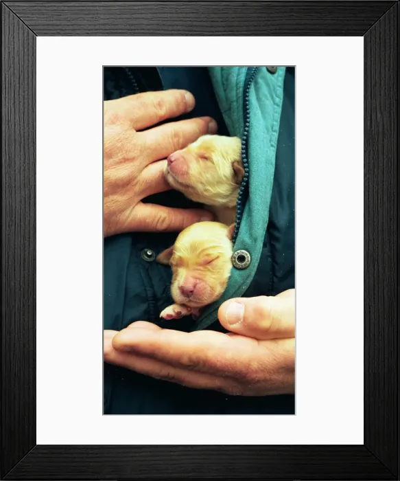 Framed Print : Two cute puppies Framed Print : Two cute puppies