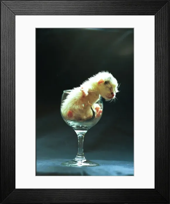 Framed Print : Zig and Zag, kittens in wine glasses Framed Print : Zig and Zag, kittens in wine glasses