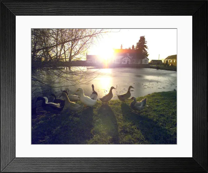 Framed Print : The village pond and ducks in front of the Rose Pub in the village of Baxterley nr Framed Print : The village pond and ducks in front of the Rose Pub in the village of Baxterley nr