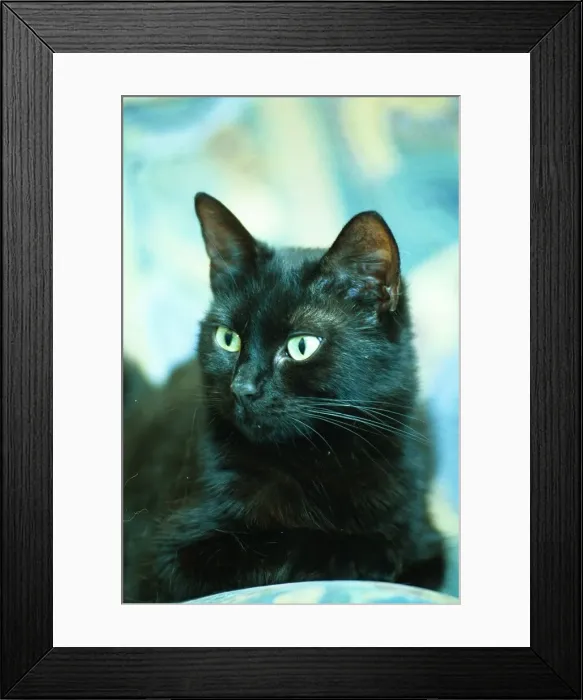Framed Print : Bunny the black cat Framed Print : Bunny the black cat
