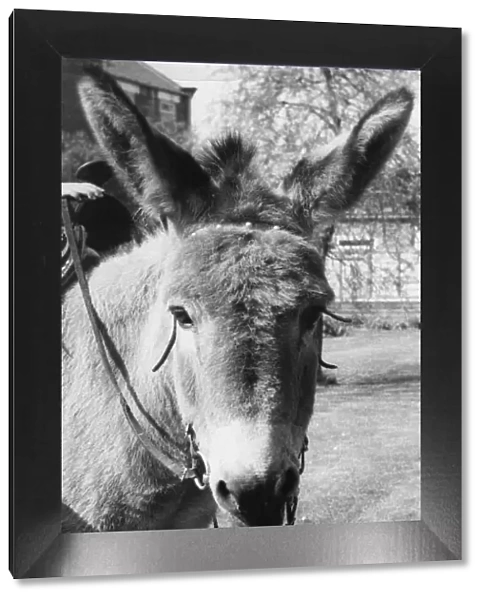 Freda the donkey