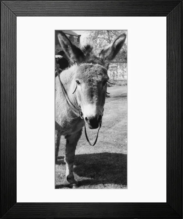 Framed Print : Freda the donkey