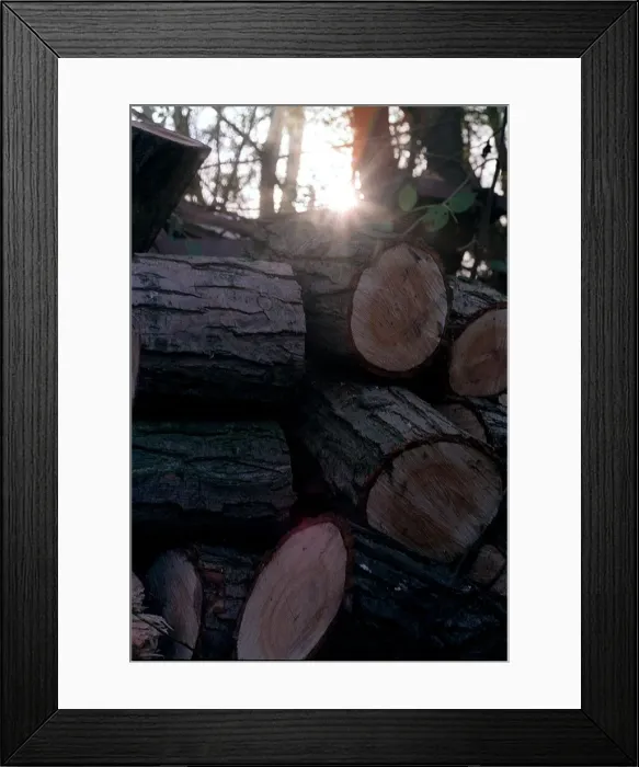 Framed Print : Trees Logs in wood