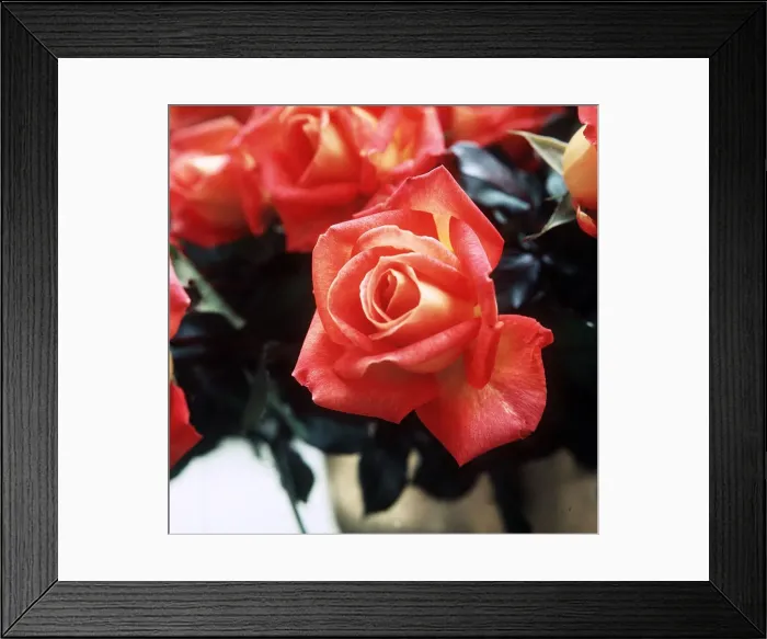 Framed Print : Roses at the Royal National Rose Show - July 1971 at Alexandra Palace