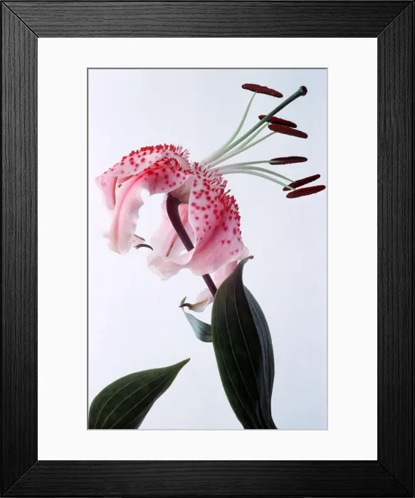Framed Print : Rubrum Lily - Lilum Speciosumvar Rubrum - August 1979 Framed Print : Rubrum Lily - Lilum Speciosumvar Rubrum - August 1979