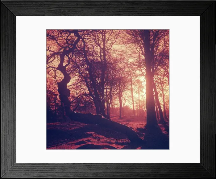 Framed Print : Woodland scene in Cheshire, sunset, March 1973 Framed Print : Woodland scene in Cheshire, sunset, March 1973