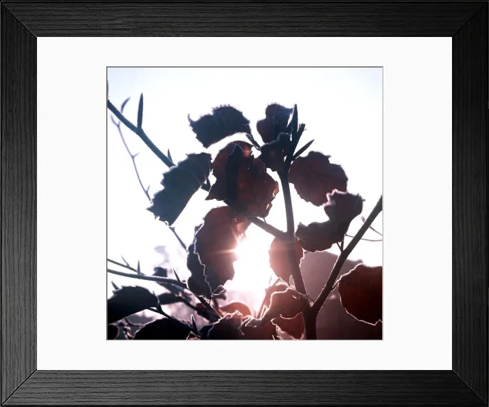 Framed Print : March 1973 Frost on leaves A©Mirrorpix Framed Print : March 1973 Frost on leaves A©Mirrorpix