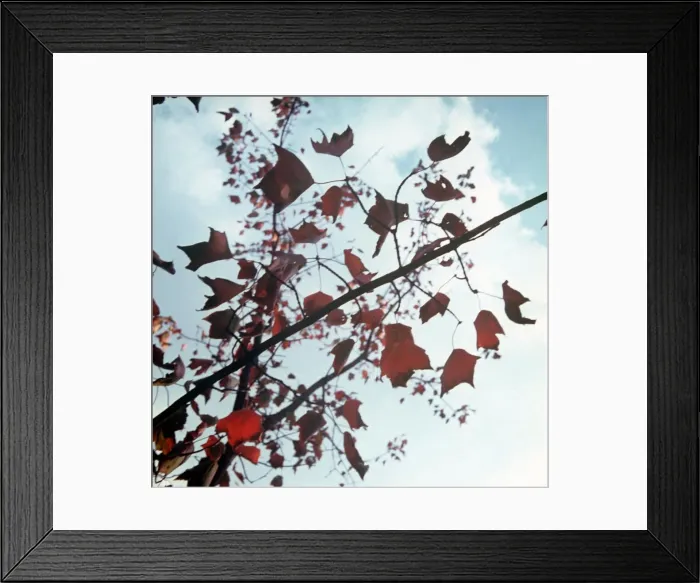 Framed Print : Branches, October 1972 Framed Print : Branches, October 1972