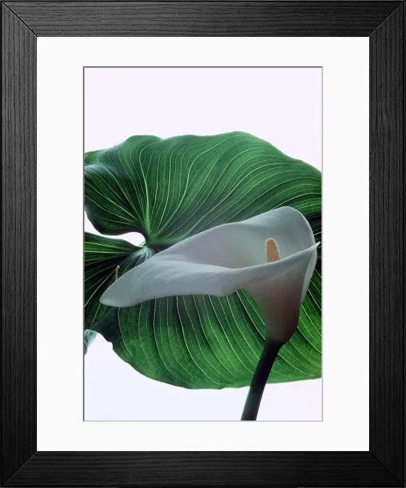 Framed Print : Calla Lily - Zantedeschia Aethiopica - August 1979