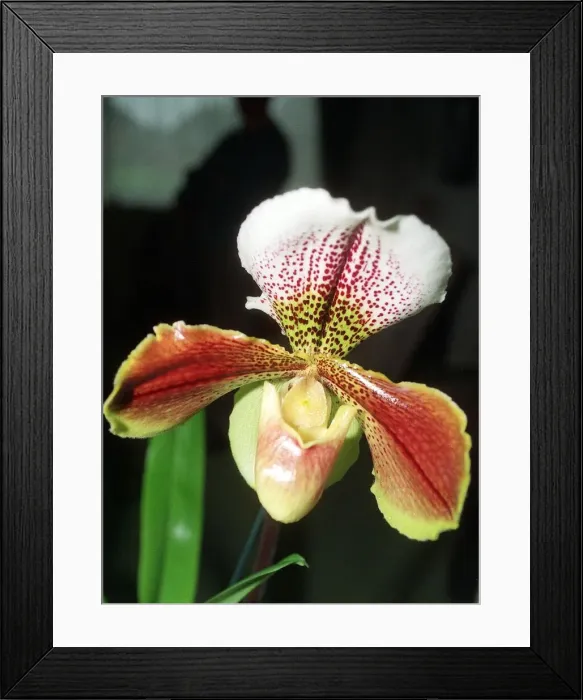 Framed Print : Orchid one of an estimated 30, 000 species January 1993 Framed Print : Orchid one of an estimated 30, 000 species January 1993
