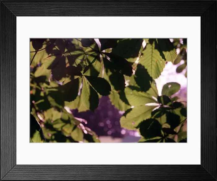 Framed Print : Oak Leaves Framed Print : Oak Leaves