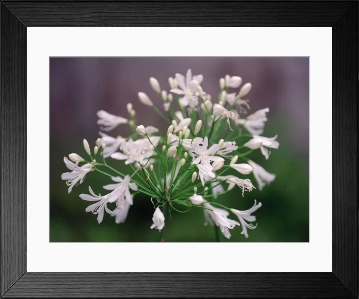 Framed Print : White Star flower in Bill Chudziak garden 1998 Framed Print : White Star flower in Bill Chudziak garden 1998