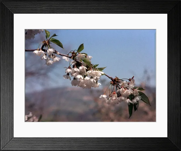 Framed Print : Apple Blossom Framed Print : Apple Blossom