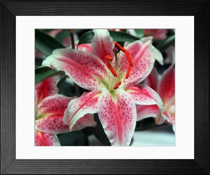 Framed Print : Flowers Lily Oriental Lily Framed Print : Flowers Lily Oriental Lily
