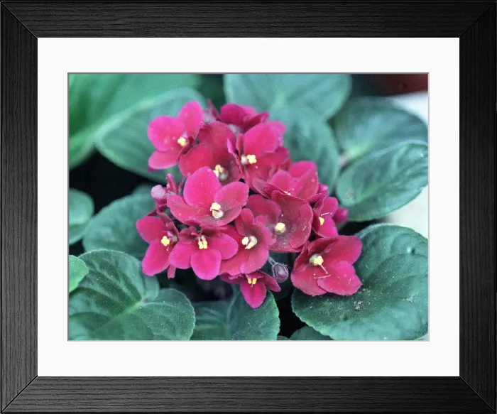 Framed Print : Plant, Violets