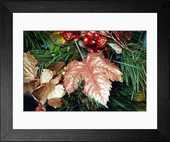 Framed Print : Christmas Tree feature December 1997 Gold sprayed leaf for Gold and Fruit tree Framed Print : Christmas Tree feature December 1997 Gold sprayed leaf for Gold and Fruit tree