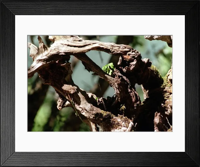 Framed Print : Tree in the mountains of Lazio Italy Framed Print : Tree in the mountains of Lazio Italy