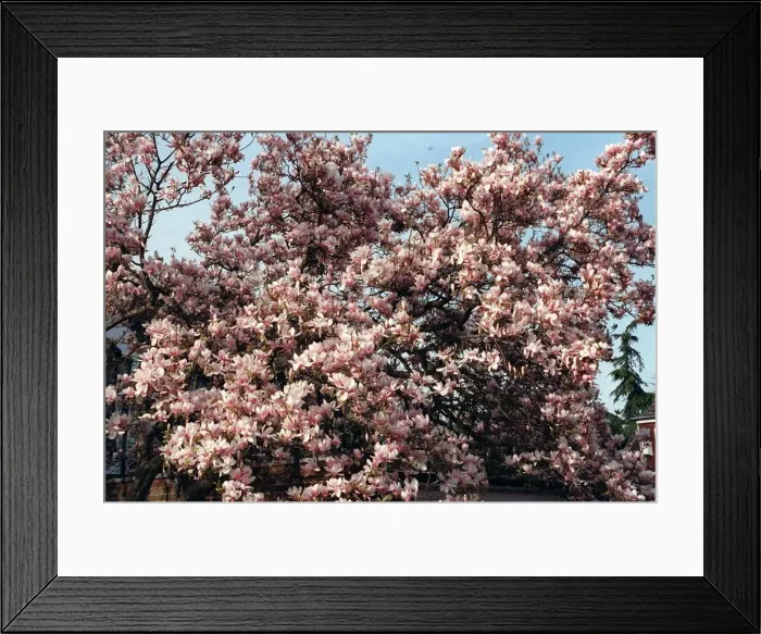 Framed Print : Magnolia Tree Framed Print : Magnolia Tree
