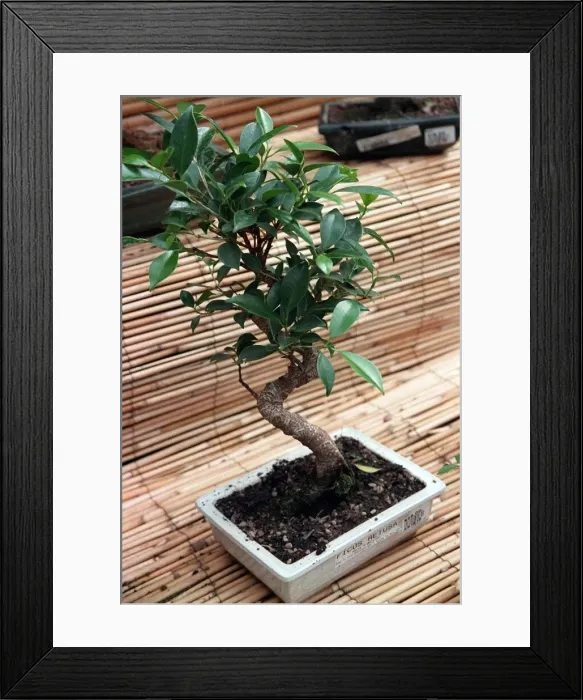 Framed Print : Bonsai Tree Framed Print : Bonsai Tree