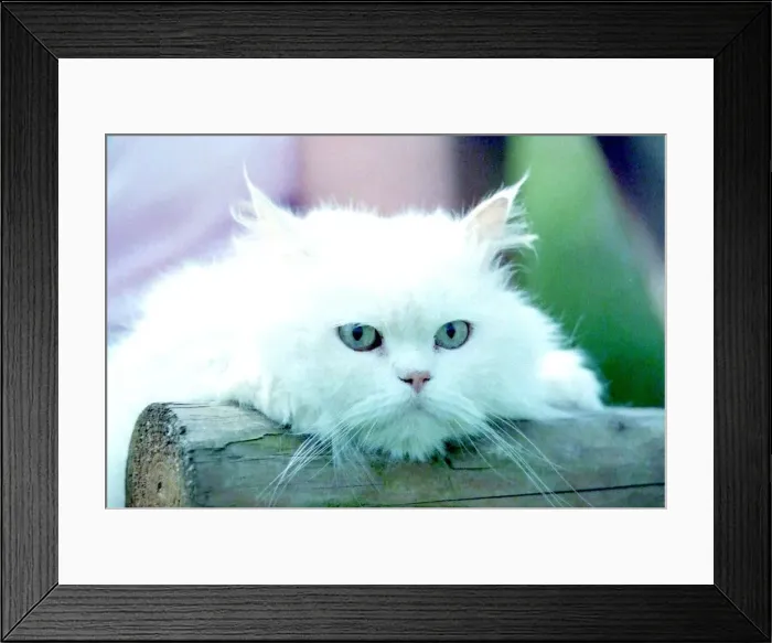 Framed Print : The latest guest at the cramar cat sanctuary in Hopwood Framed Print : The latest guest at the cramar cat sanctuary in Hopwood