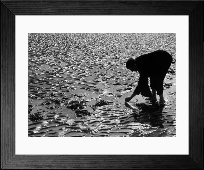 Framed Print : Man gathering cockles at Sandwich September 1937