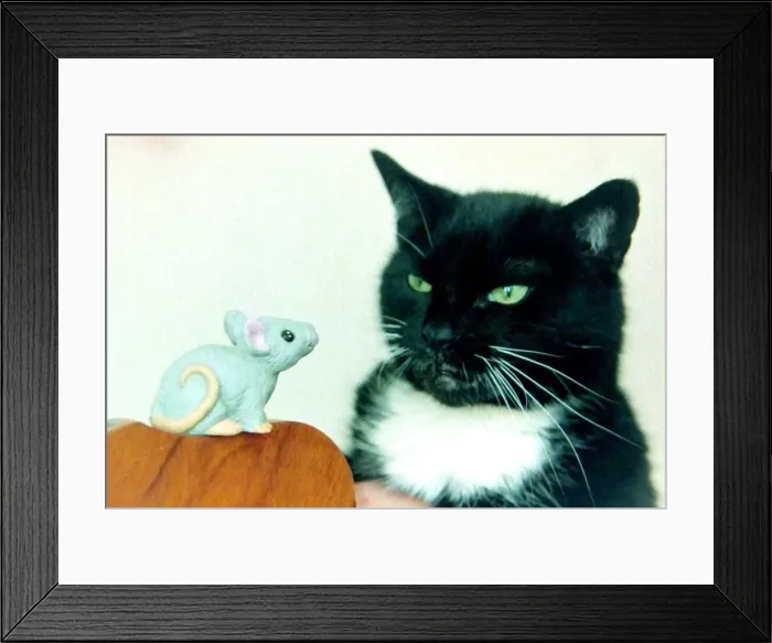 Framed Print : Midge the frightened cat, Wolverhampton, 1994 Framed Print : Midge the frightened cat, Wolverhampton, 1994