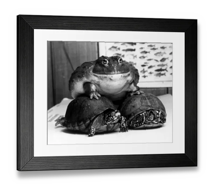 Framed Print : Hermin the South African bullfrog aboard tortoises Sam and Samantha February 1985