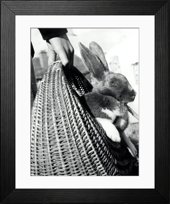 Framed Print : Bunty puts his paws up and has a ride in the basket as he goes shopping with his friend