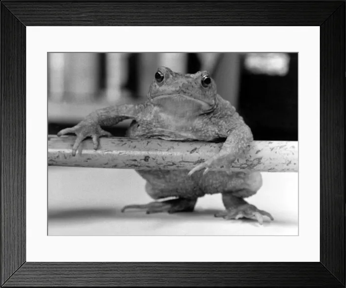 Framed Print : Albertina the toad or maybe Albert? No-one from the Natural History dept Framed Print : Albertina the toad or maybe Albert? No-one from the Natural History dept
