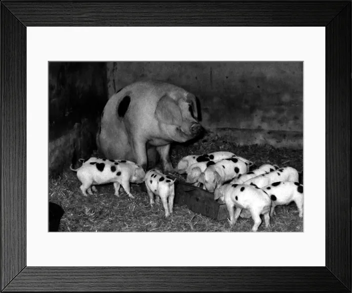 Framed Print : Muriel the Moses Gloucester Old Spot Sow - the proud mother of eleven piglets - Framed Print : Muriel the Moses Gloucester Old Spot Sow - the proud mother of eleven piglets -