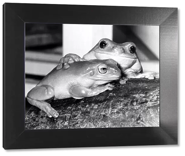 Kermit and Sheila both tree frogs snuggle up together February 1980