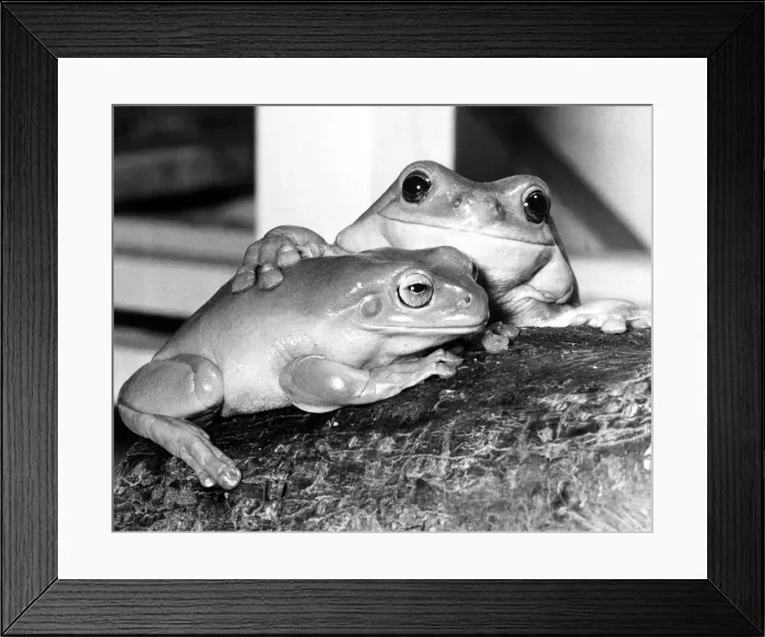 Framed Print : Kermit and Sheila both tree frogs snuggle up together February 1980 Framed Print : Kermit and Sheila both tree frogs snuggle up together February 1980