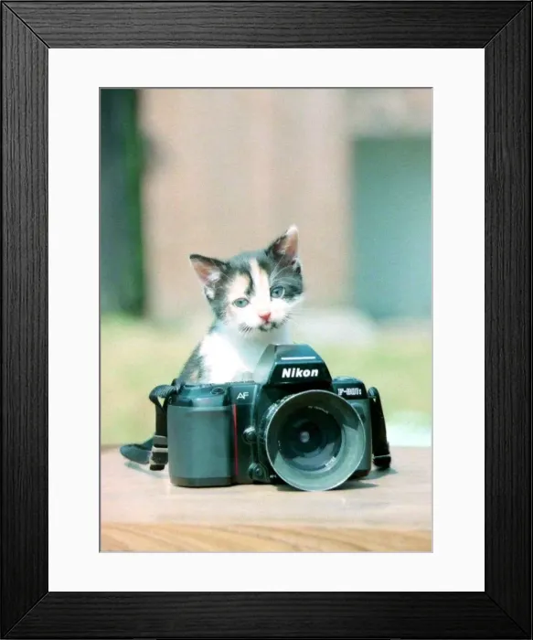 Framed Print : Stray cat Evie pretty as a picture'at her new home in Rushall