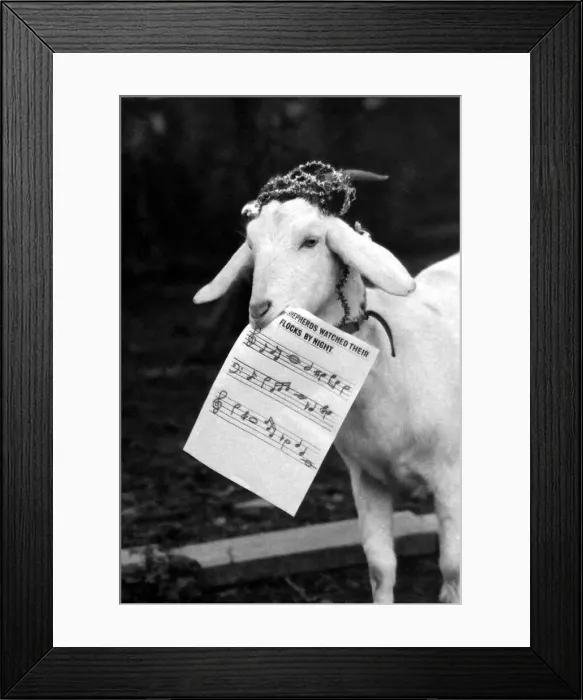 Framed Print : Harold the goat led rescued animals at Bromsgroves Broad Green Animal Sanctuary in Framed Print : Harold the goat led rescued animals at Bromsgroves Broad Green Animal Sanctuary in