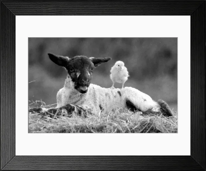 Framed Print : Best friends chick and lamb enjoy the spring sunshine in the run up to Easter. 29  /  3  /  1988