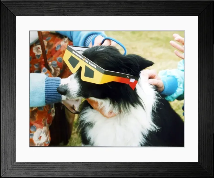 Framed Print : A dog pictured with sunglasses to protect him from the solar eclipse - 12th Aug 1999