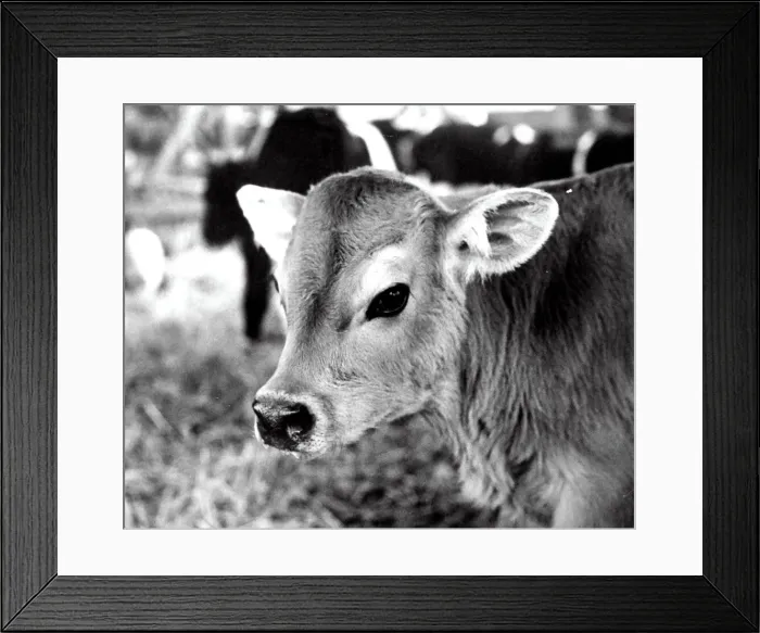 Framed Print : Animals - cattle